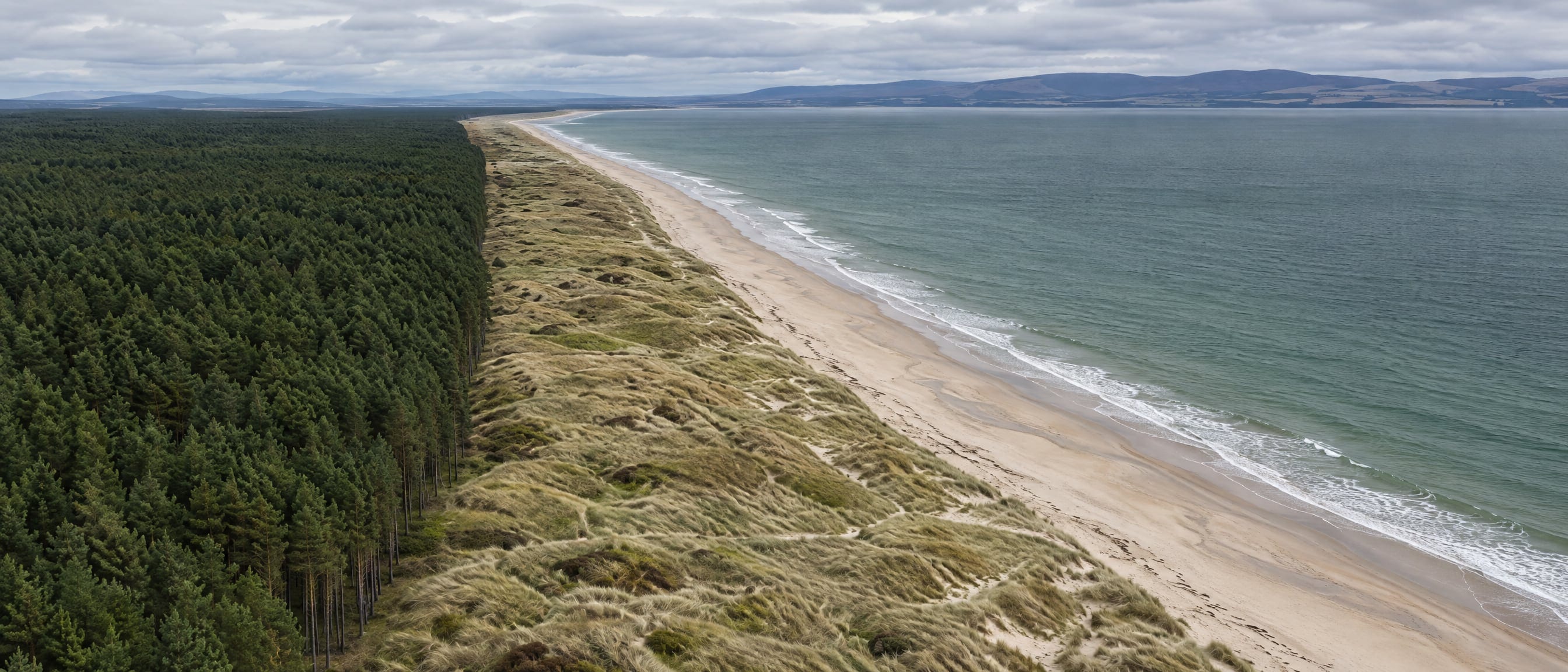 Aerial view of the Moray Firth coast: the straight dark edge of a pine forest meeting a long sweep of pale sand and dune grass, the firth beyond under soft cloud.